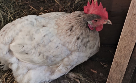 Осенний бум яиц: секреты максимальной продуктивности кур — всего 2 добавки