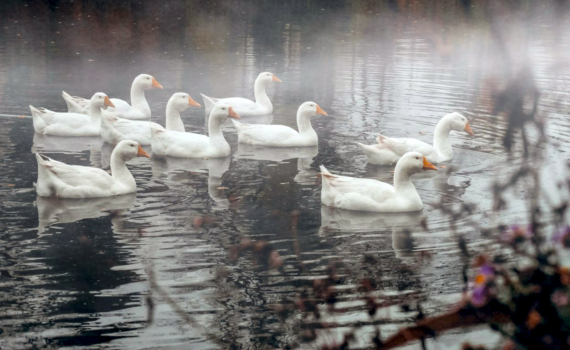 Правда, которую вы должны узнать: Таро-послание на неделю с 17 по 23 ноября для всех знаков Зодиака