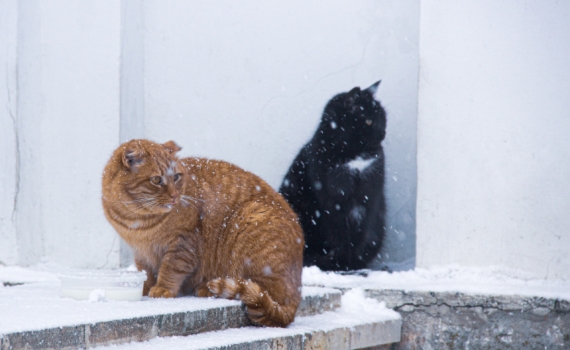 Что можно и нельзя 10 января в Домочадцев день: запрет про тесто, общее семейное желание и не только Что можно и нельзя 10 января в Домочадцев день: запрет про тесто, общее семейное желание и не только