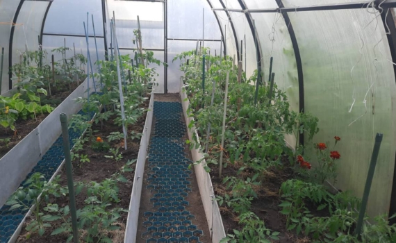 Как прогреть грунт в теплице без электричества: простой способ с бутылками, чтобы раньше посадить Как прогреть грунт в теплице без электричества: простой способ с бутылками, чтобы раньше посадить